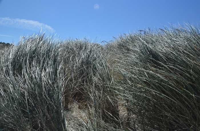 the dunes at Manzanita 's beach